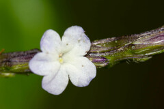 Stachytarpheta