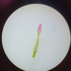 Centaurium pulchellum