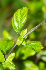 Stachytarpheta