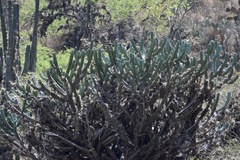 Myrtillocactus geometrizans