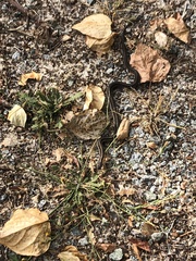 Thamnophis ordinoides