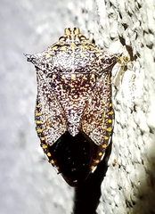 Alcaeorrhynchus grandis