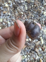 Cipangopaludina chinensis