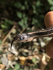 Thamnophis ordinoides