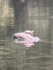 Trachemys scripta