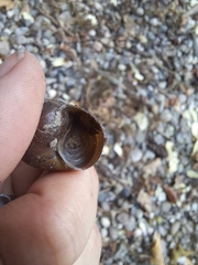 Cipangopaludina chinensis