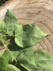 Catalpa speciosa