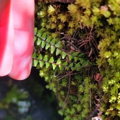 Asplenium platyneuron