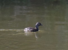 Tachybaptus dominicus
