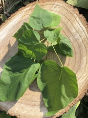 Catalpa speciosa