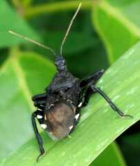 Apiomerus longispinis