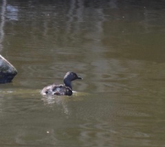 Tachybaptus dominicus