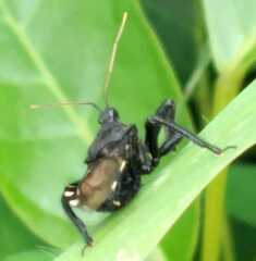 Apiomerus longispinis