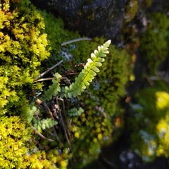 Asplenium platyneuron