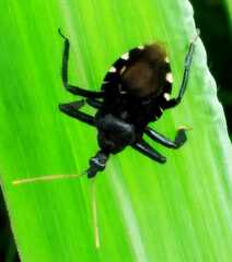 Apiomerus longispinis