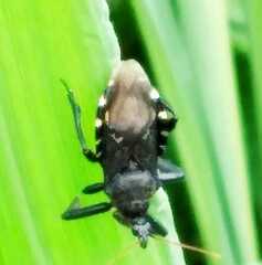 Apiomerus longispinis