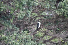 Phalacrocorax varius varius