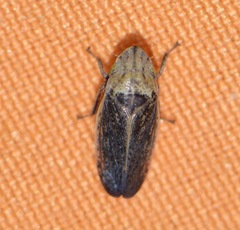 Prairiana sidana