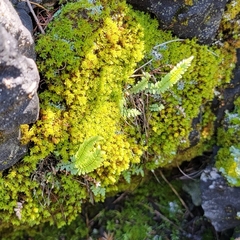 Asplenium platyneuron