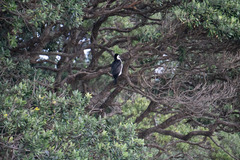 Phalacrocorax varius varius