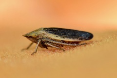Prairiana sidana