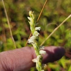 Spiranthes casei