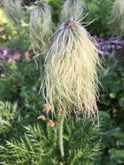 Pulsatilla occidentalis