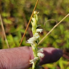 Spiranthes casei