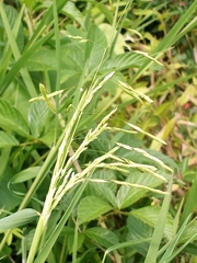 Leersia oryzoides