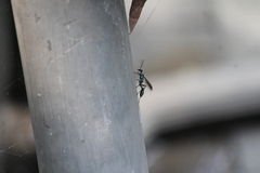 Chalybion bengalense