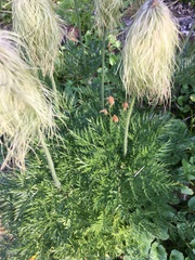 Pulsatilla occidentalis