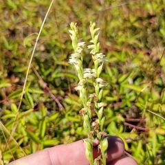 Spiranthes casei