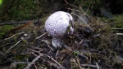 Cortinarius traganus