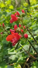 Phaseolus coccineus