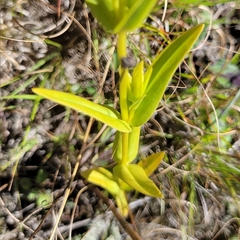 Gentianopsis