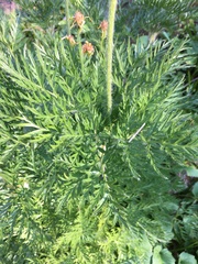 Pulsatilla occidentalis
