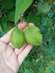 Cardiospermum grandiflorum