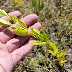 Gentianopsis
