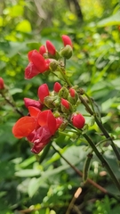 Phaseolus coccineus