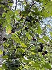 Vitis rotundifolia