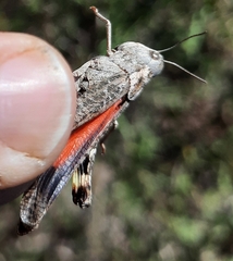 Arphia pseudonietana