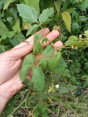 Cardiospermum grandiflorum