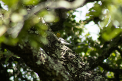 Setophaga occidentalis