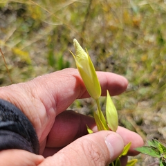 Gentianopsis