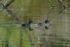 Tachybaptus dominicus