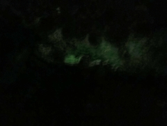 Favolaschia manipularis