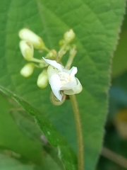 Cardiospermum grandiflorum