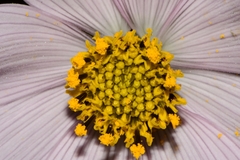 Cosmos diversifolius