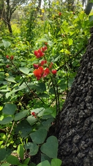 Phaseolus coccineus