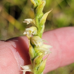 Spiranthes casei